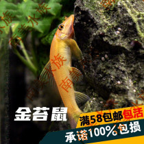 South American aquarium golden moss fish garbage fish scavenger Green Moor cleaning tools fish green algae brown algae live