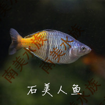 South American Water Society Stone Beauty Tropical Fish Water Grass Tank Group Swimming Fish Small Fish Mermaid Living Ornamental Fish