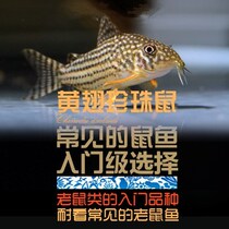 South American Water Group Golden Wings Pearl Rat Fish Red Wings Pearl Rat Water Grass Vat Eat Trash Clean Tools Bottom Fish