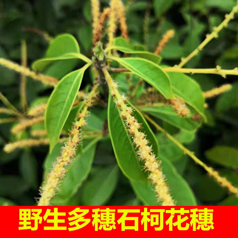 Bulk Wild Wood Ginger Leaves, Multi-Flower Stone Tree Flower Spikes, Jiangxi Farm-Produced and Self-Sold Sugar-Free Food, Sweet Tea