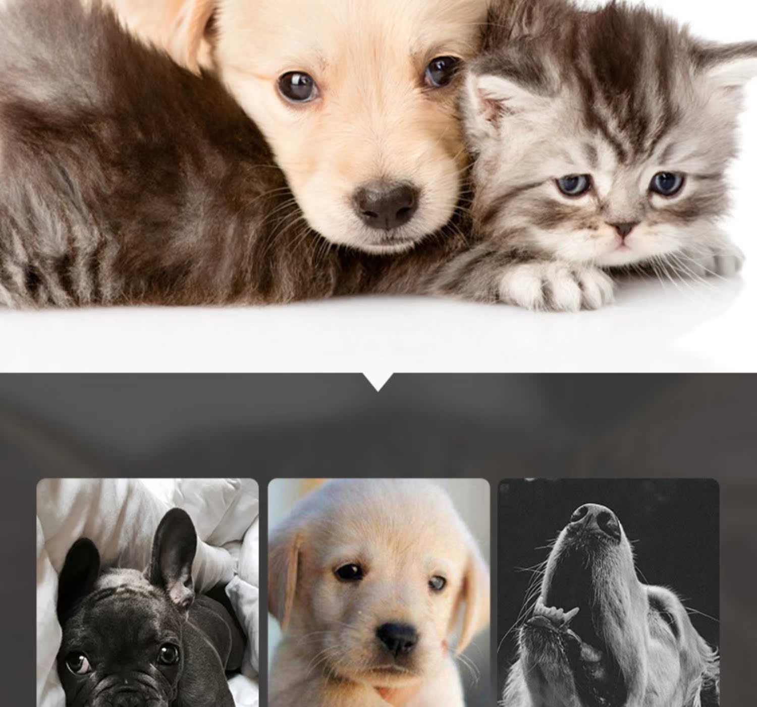 Gudeng tiêu hóa men tiêu hóa men vi khuẩn men chó 12 gói thú cưng mèo mèo mèo hôi miệng tiêu chảy táo bón - Cat / Dog Health bổ sung bio milk cho mèo