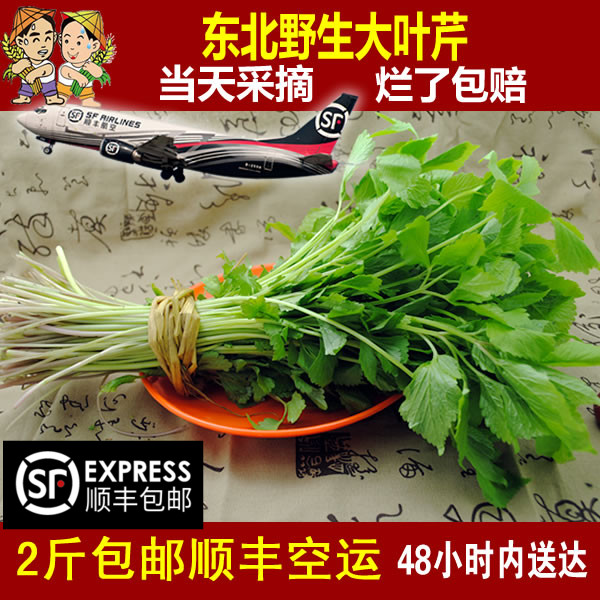Northeast mountain dishes fresh wild mountain vegetables, celery, Changbai Mountain 500g Shunfeng