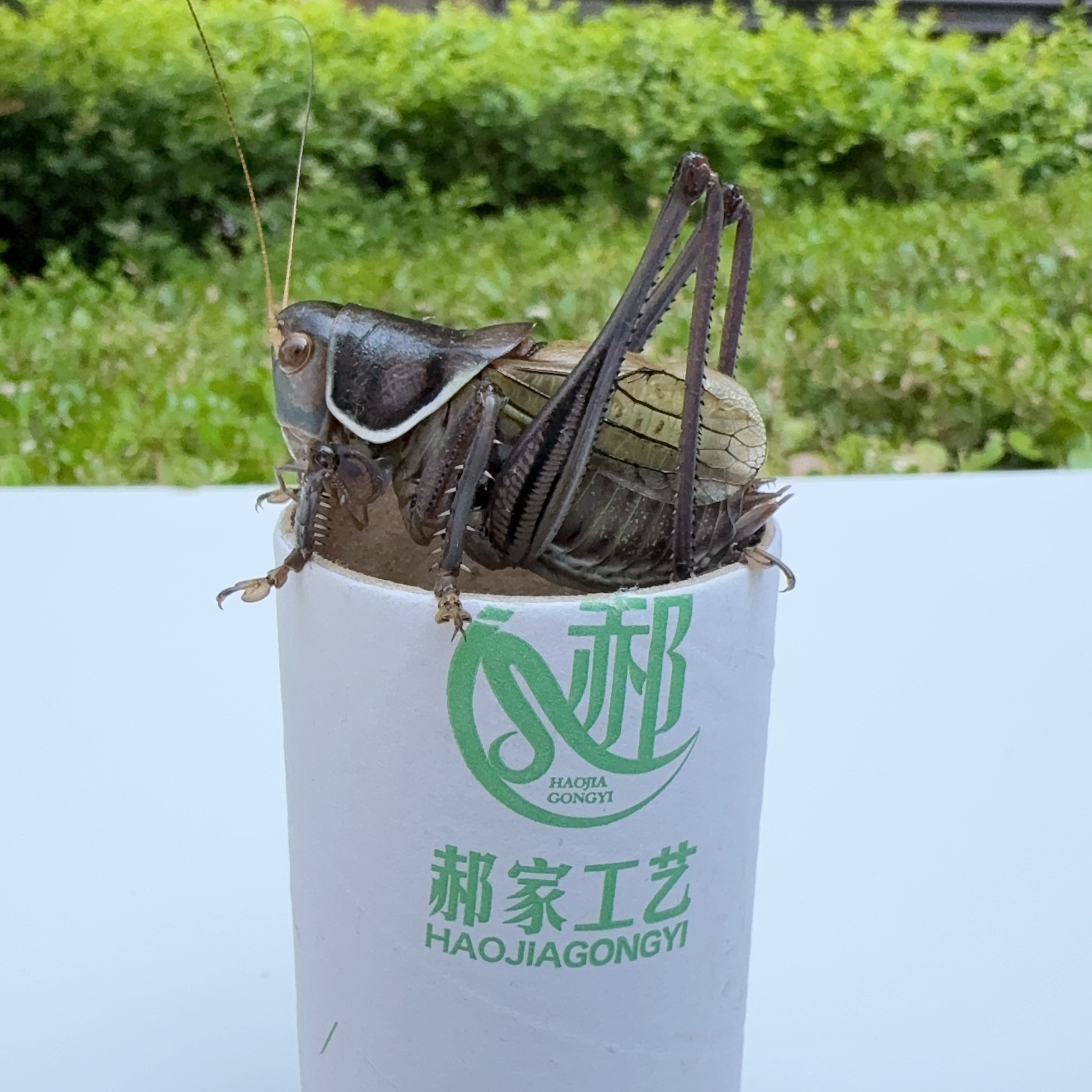 平盖125】澄泥蟋蟀盆：山东名家手工打造，收藏级蟋蟀罐，你值得