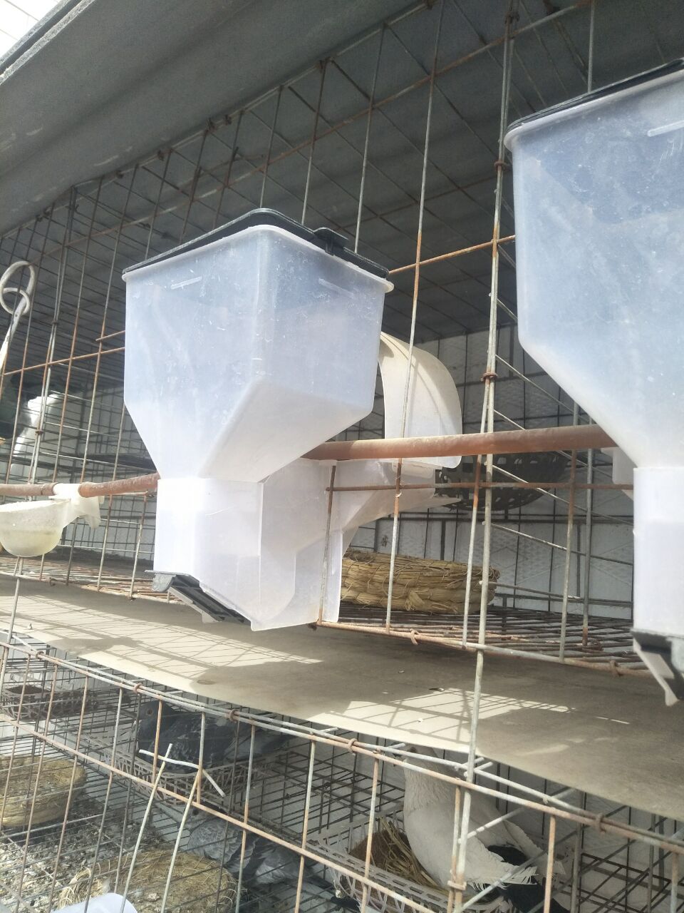 Chim bồ câu tự động chăn nuôi sinh sản lồng chim bồ câu thịt chim bồ câu lồng trung chuyển thức ăn hộp chim bồ câu cung cấp lồng - Chim & Chăm sóc chim Supplies cám cút đẻ