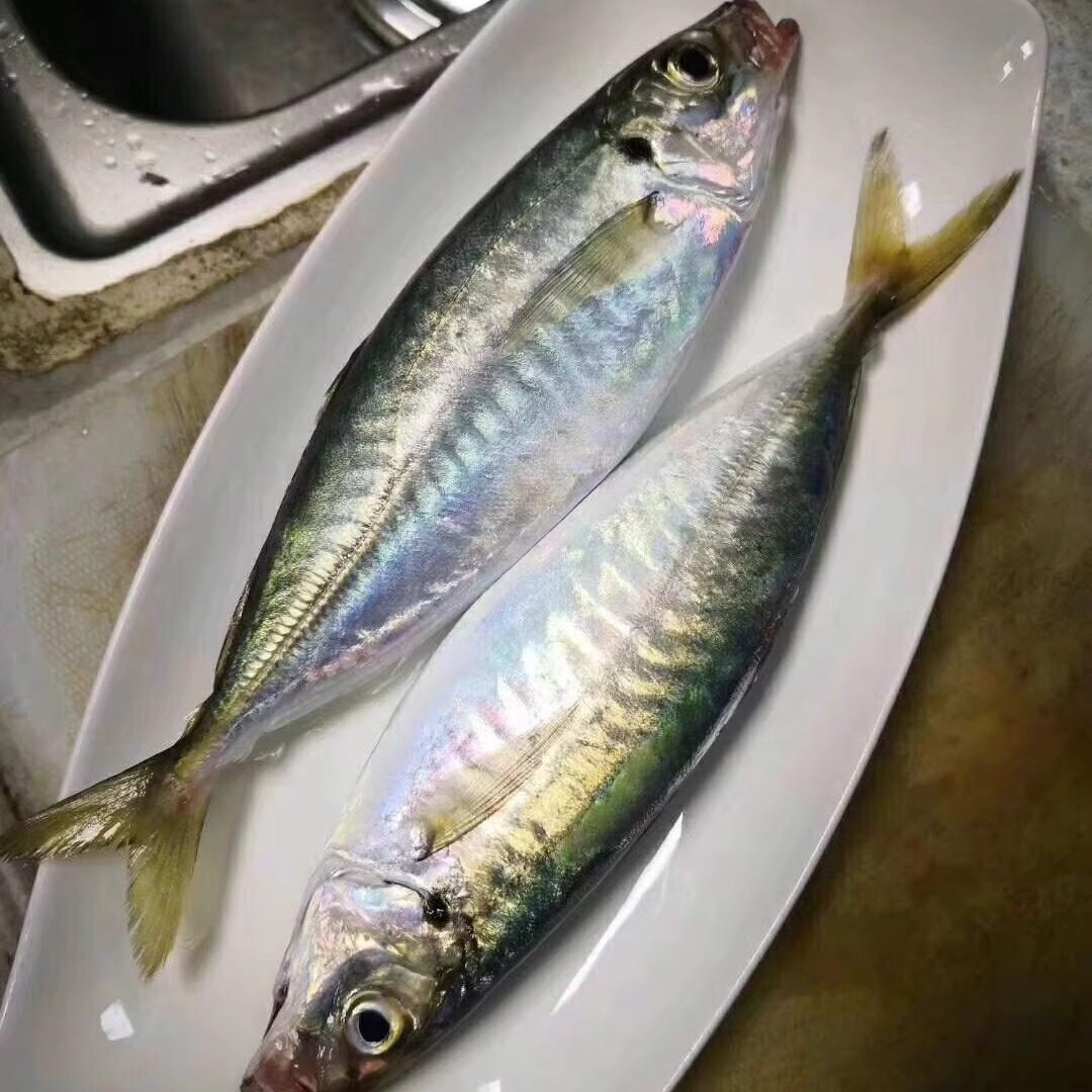 舟山枸杞岛海捕巴浪鱼竹荚鱼:鲜美直达舌尖的海鲜盛宴!🐟 -青花鱼-淘宝百科网