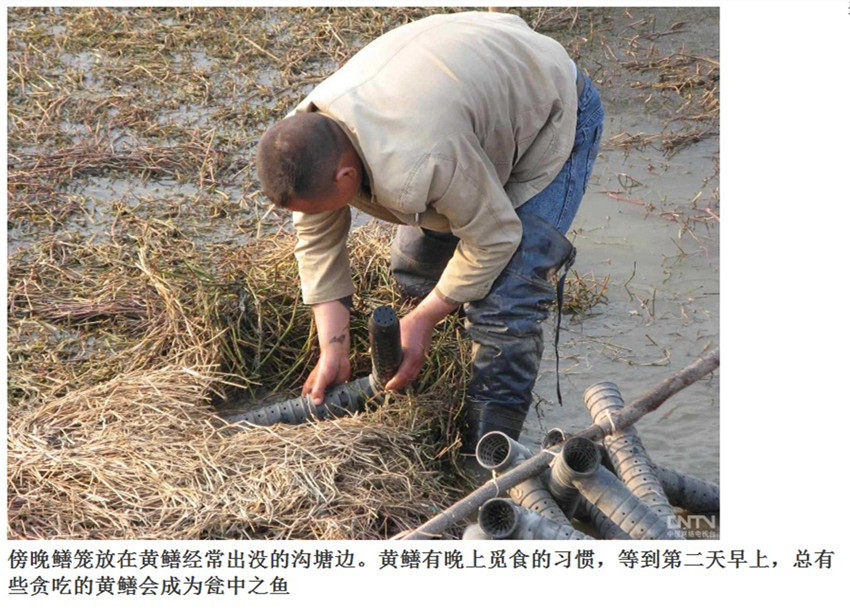 台州泥鳅黄鳝养殖网箱_养殖黄鳝泥鳅收入多少(2)