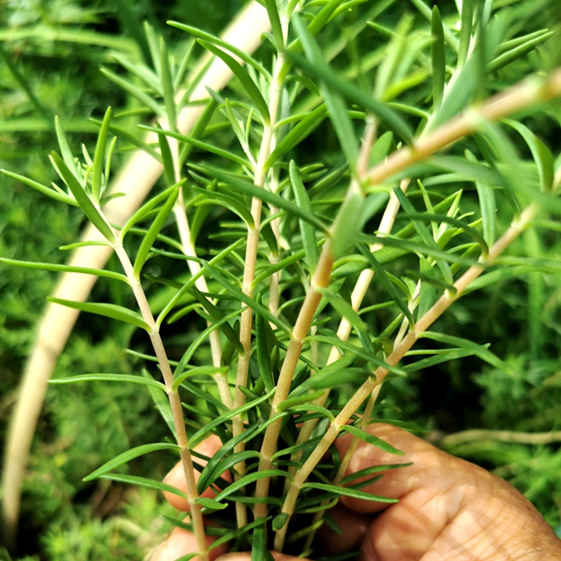 Free Shipping Via Sf Express: Wild Fritillaria Seedlings from Nanning, Fritillaria Nailatum, Dog Tooth Plant, Liver-Nourishing and Liver-Protecting Fresh Chinese Medicinal Herbs