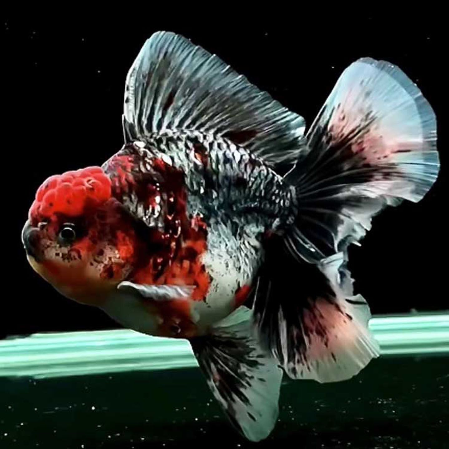 🎨精美泰狮金鱼观赏鱼 |初级养鱼好选择🐠-鱼-淘宝好物网