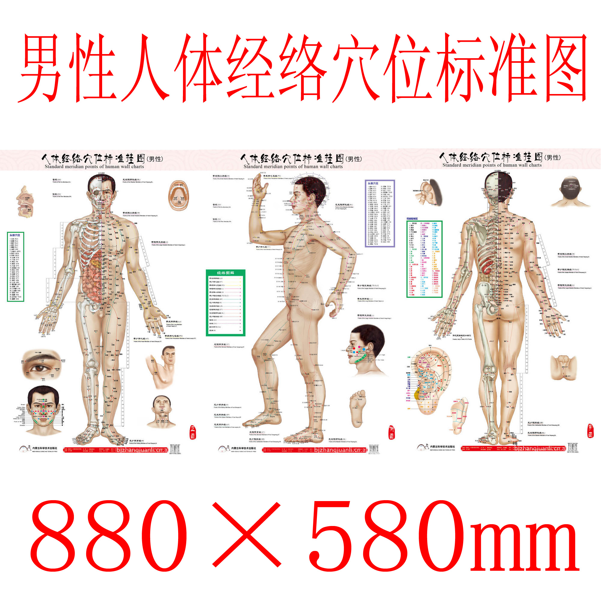 Abdominal Acupuncture Points Wall Chart