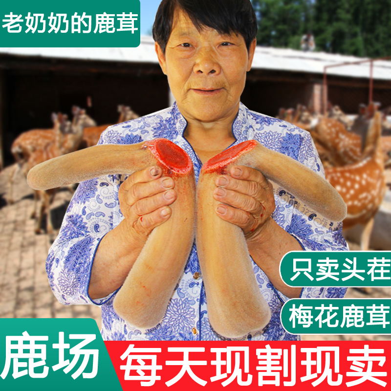 Old Grandma Antler Whole Branches Deer Xiang Mei Flowers Deer Whole Root Stubble Two Bars Brew Medicinal Herbs Genuine Fresh Slices With Blood