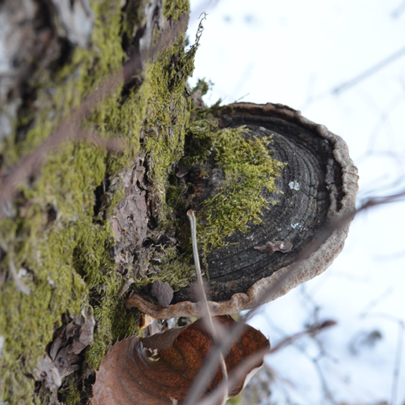Changbai Mountain wild pine needle layer hole fungus pine needles Phellinus pine tree Ganoderma lucidum can be matched with Ganoderma lucidum Phellinus 500g