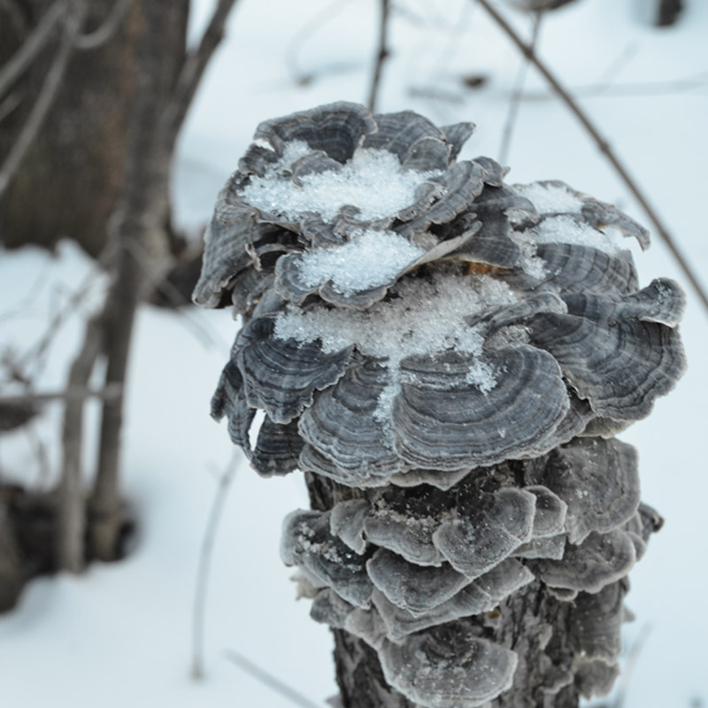 (Direct from the origin) Changbai Mountain Wild Yunzhi Deep Mountain Pruning Ganoderma Lucidum Piece Yunzhi Mushroom Linzhi 500g