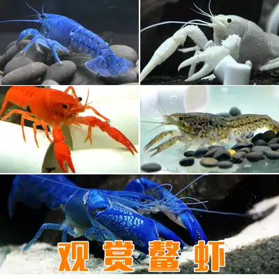 Buddha blue crayfish Pet shrimp Blue devil shrimp tree orange crayfish ornamental live aquarium fish tank freshwater small dragon full 48 yuan