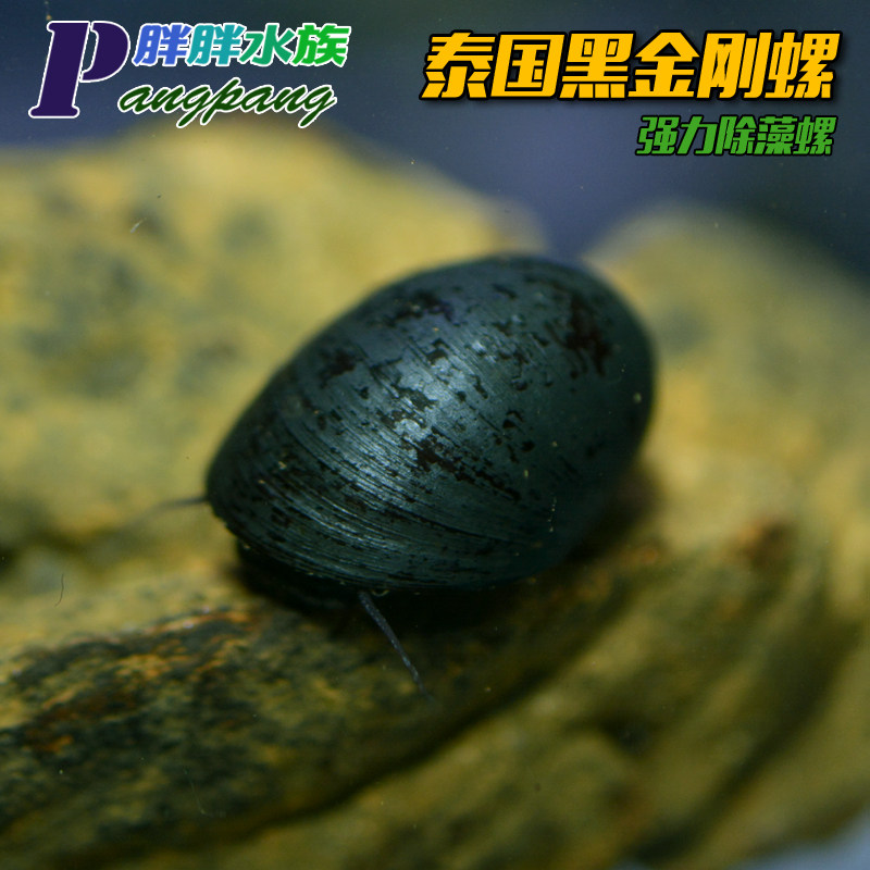 Suzhou Outbreak Halt Hair Presale Living Black Diamond Cylinder Wall Green Brown Algae Removal Algae Tool Ornamental Snail Thai