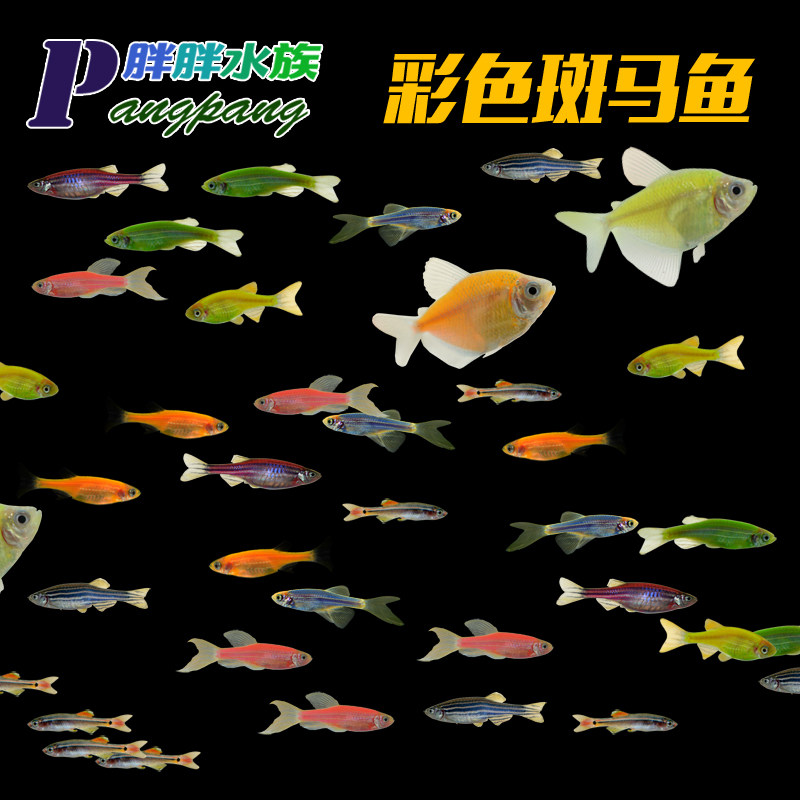 Small lamp fish Tropical ornamental Pauline Lamp Cold water white cloud gold silk Zebrafish Freshwater group swimming entry fish