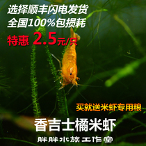 Changhese Orange Rice Shrimp Ornamental Shrimp Ornamental Fish Water Family Except Algae Shrimp Champagne Shrimp Pet Shrimp Living Straw Vat Clean Shrimp
