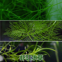 Full Star Snowflake Flowering Bamboo Festival Absorbing water NO3 No need to grow water Grass Breeding Shrimp Vat to escape from the aid-off shell
