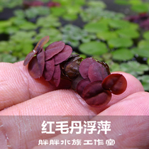 Fish Tank Aquarium Red Mullet Green Multan Duckweed live Water Grass Scape Decoration Hydroponic Plant Purified Water Microscape