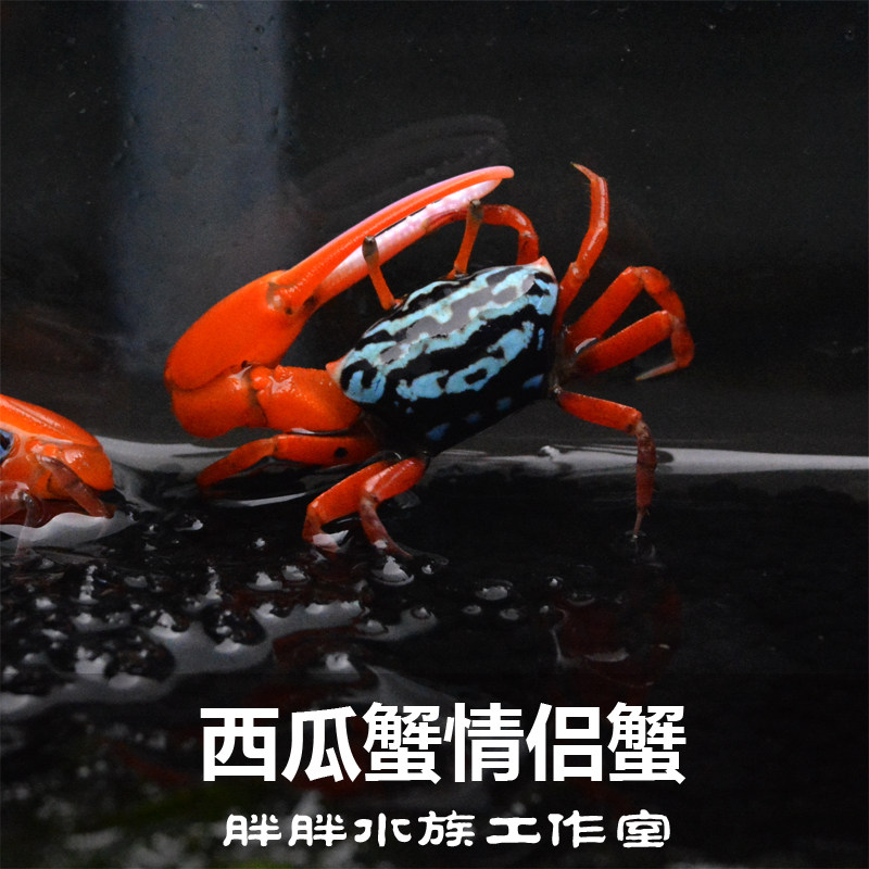 Watermelon Crab Couple Crab Aquarium Ornamental Pet Crab Live One-armed Arc Edge Reticulated Fiddler Crab Children's Pet