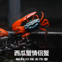 Watermelon Crab Lovers Crab Amphibious Vat Ornamental Pet Crab Living Alone Arm Arc Side Reticulated Crab Child Pet