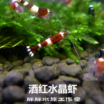 Pure Blood Deep Red Wine Red Crystal Shrimp Tropical Ornamental Tool Shrimp Pet Shrimp Subsei to remove algal shrimp and give wheat stem bacteria