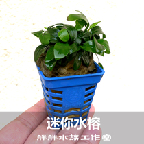 Mini small water banyan straw cylinder sinking wood building with foreground grass negative water grass without CO2 small cylinder to build well to raise