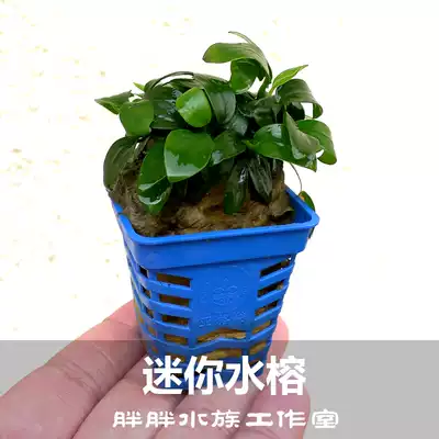 Mini small water Banyan grass tank sunken wood landscaping in the foreground grass negative water grass without CO2 small cylinder landscaping good breeding