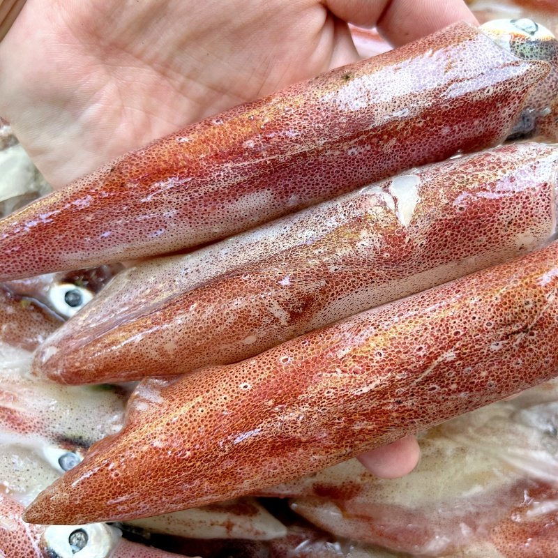 新鲜笔管鱿鱼：海鲜界的“小清新”，火锅涮菜必备！-笔管鱼-淘宝百科网