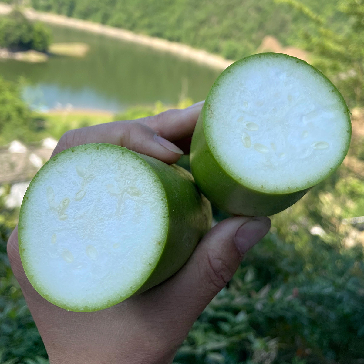 深山农家新鲜瓠子瓜：吃出健康，尝出自然的味道！-西葫芦-淘宝好物网