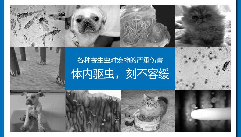 Rém cao tẩy giun một hạt rõ ràng 4 miếng chó và mèo thú cưng thuốc trừ sâu giun tròn giun sán trong thuốc tẩy giun vivo - Cat / Dog Medical Supplies 	đầu kim tiêm thú y	
