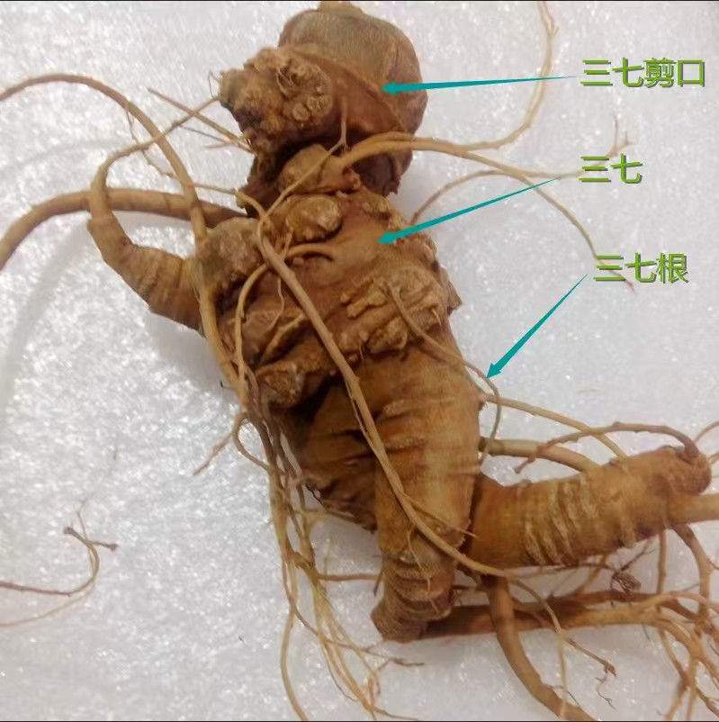 云南文山三七三年生野生根须粉泡酒煲汤,健康养生的秘密武器🌿 -三七-淘宝好物网