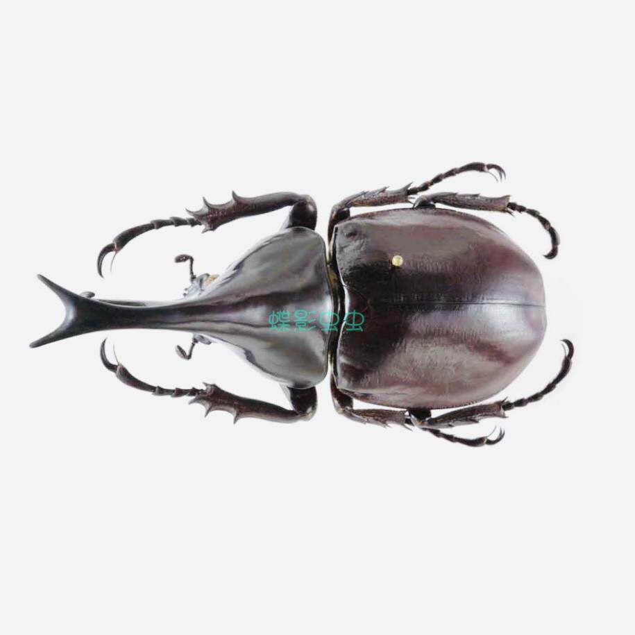 橡胶木犀金龟姬兜Xylotrupes gideon干制原虫标本有何特别之处？适合收藏吗？-甲虫-淘宝好物网