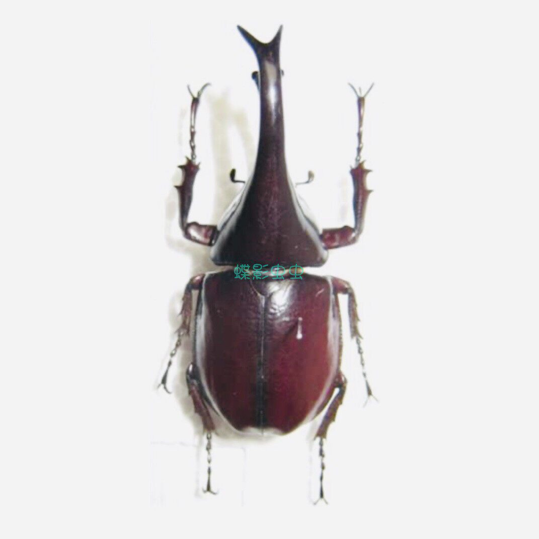 洛奎尼姬兜Xylotrupes lorquini干制原虫标本是如何制作的？有哪些收藏价值？-甲虫-淘宝好物网