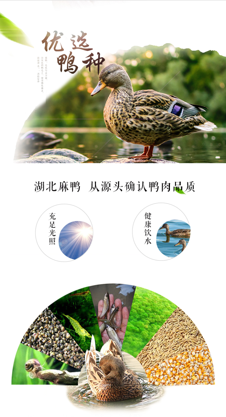 神丹 湖北孝感老麻鸭 活鸭现杀 900g 图4