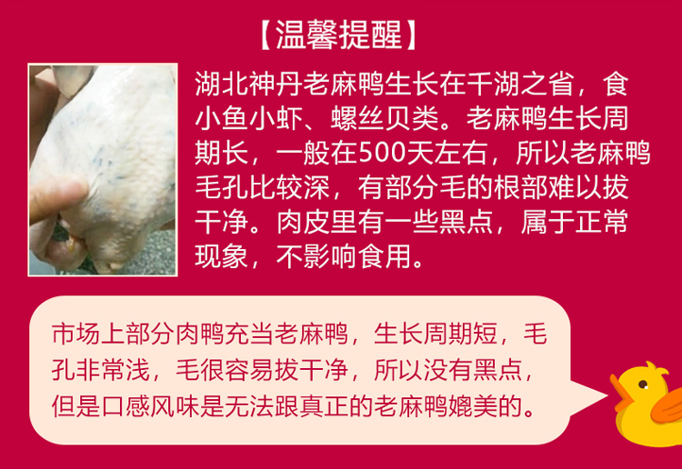 神丹 湖北孝感老麻鸭 活鸭现杀 900g 图1
