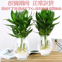 Indoor green planting Guanyin bamboo potted flowers water peels plants rich and expensive bamboo office View leaf plants