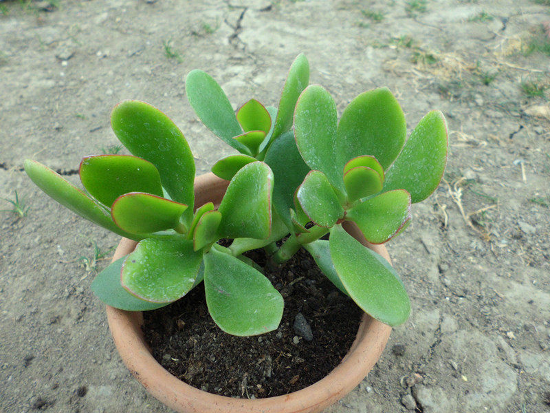 景天肉肉花卉多肉植物盆景绿植创意迷你盆栽 玉树