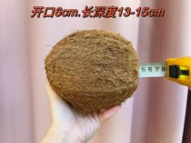 Wenchang coconut shell Banhu musical instrument raw materials Banhu Qinqiang musical instrument raw materials Indonesian old coconut shell factory direct sales