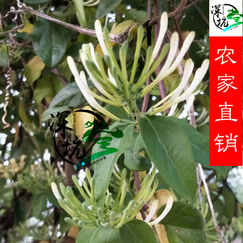 2019 New Goods Pure Wild Honeysuckle Farmhouse Fresh Sun Dried Authentic Natural Honeysuckle Tea 50 grams