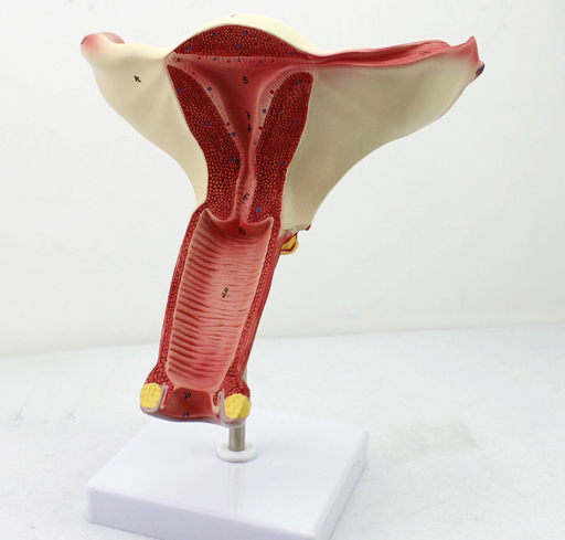Enovo Yinuo Female Uterus Model, Ovary and Fallopian Tube Model, Female Reproductive System Anatomy, Gynecology, Obstetrics and Gynecology Teaching, Obstetrics and Gynecology Anatomy, Human Reproductive System Teaching Aids, Shanghai Specimen