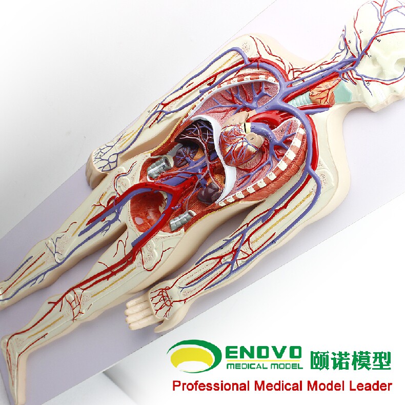 ENOVO颐诺人体模型 血液循环模型医学人体解剖系统教学教具-阿里巴巴