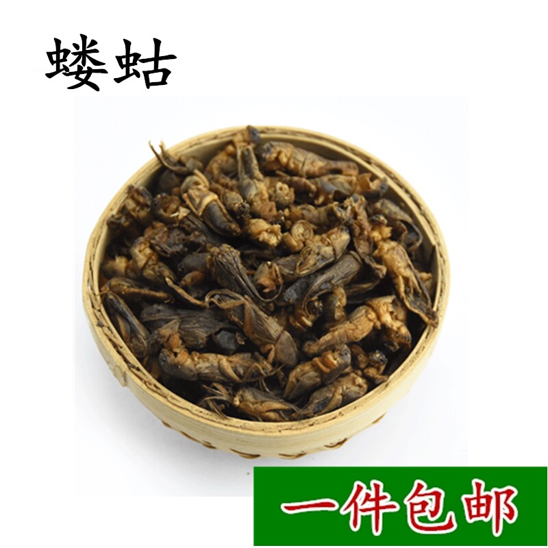 Mole Cricket Mole Cricket MOLE Mole Cricket Mole Cricket Mole Cricket Mole Cricket 500 gr Mole Cricket Ground Dog Mole Cricket