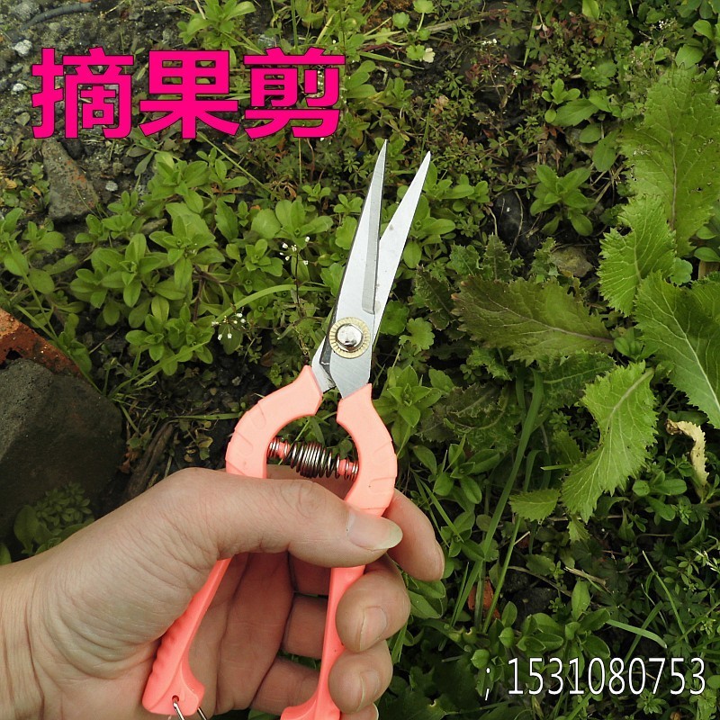 高档花剪修枝剪树枝剪刀园艺剪刀粗枝剪园林剪果树剪摘水果剪刀