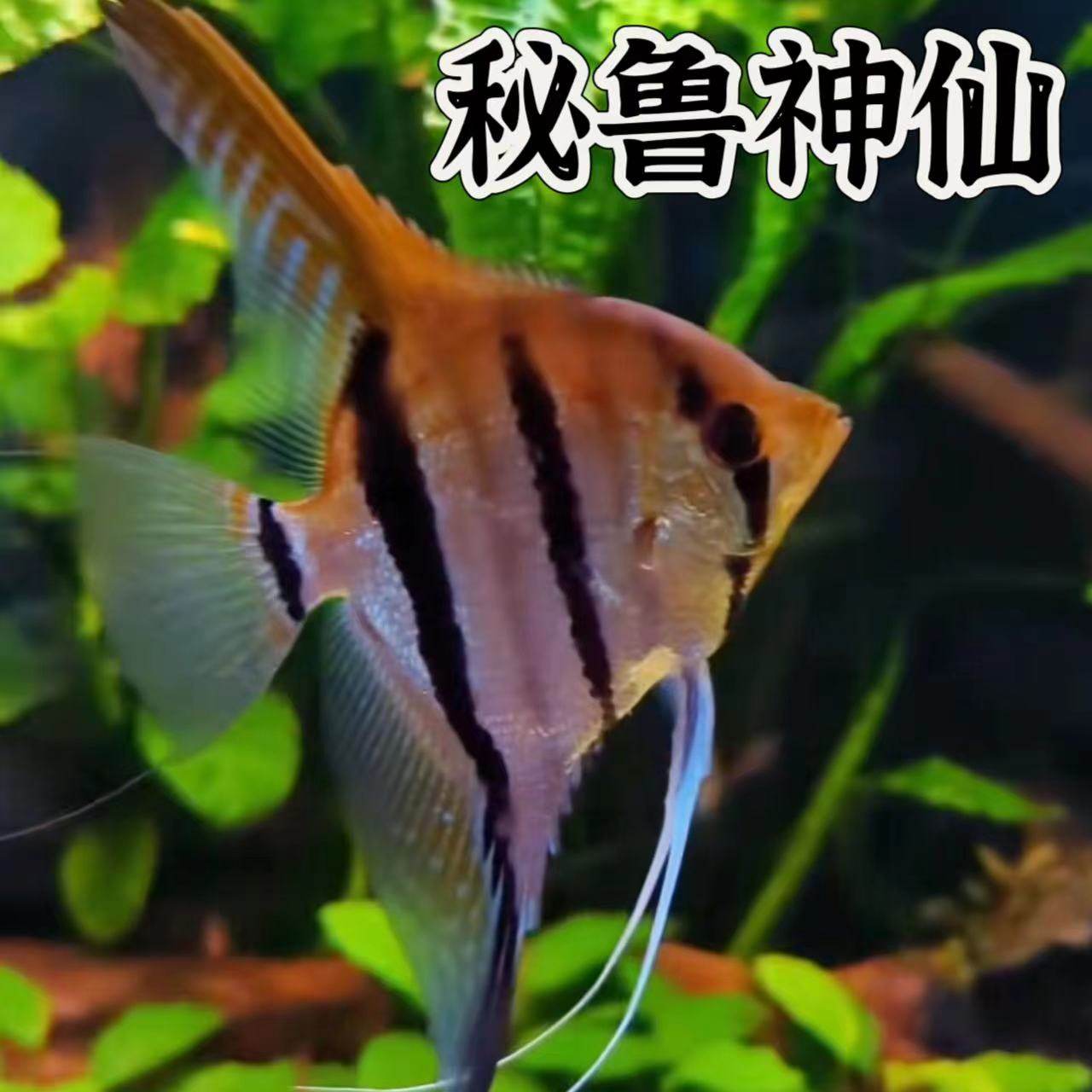神仙鱼燕鱼秘鲁群游，热带观赏鱼怎么选？🐠揭秘选购指南-鱼-淘宝好物网, image size:1280x1280