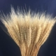 Đạo cụ hạt Hay khô Lúa mạch phòng ngủ Lễ hội Mô phỏng Tốt nghiệp tự nhiên Lúa mì tự nhiên Hoa khô Bó hoa - Hoa nhân tạo / Cây / Trái cây