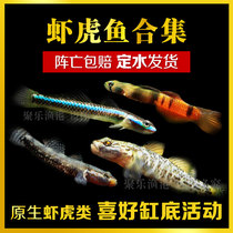 Freshwater ornamental fish benthic white face blue face lightning white face brown kiss red waist red lip shrimp Tiger gold purple body branches