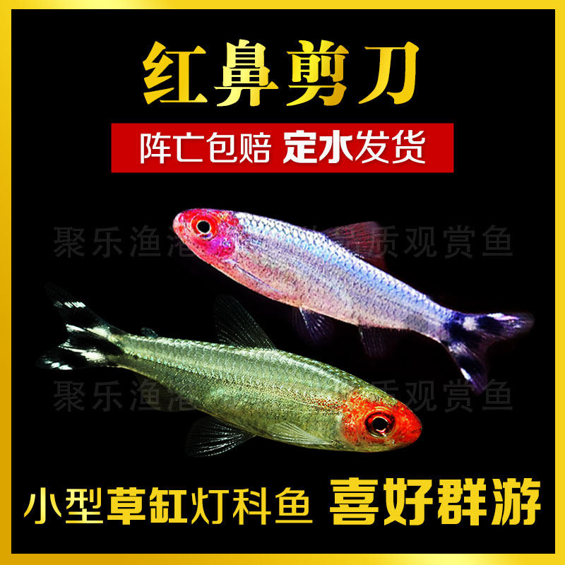 Tropical Fish Ornamental Fish Light Corfish Small Fish Living Red Nose Scissors Platinum Red Nose Grass Vat Group Tours