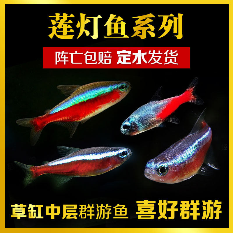 Tropical fish Ornamental fish Lamp fish Live Brazil Indonesia Wild Pauline lamp Black lotus neon traffic light group tour
