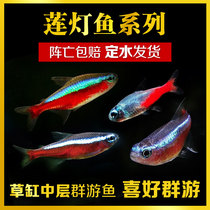 Tropical fish ornamental fish lantern fish live Brazil Indonesia Lotus Lantern black neon traffic light group tour