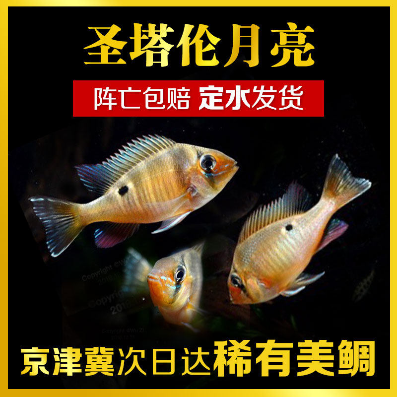 Tropical fish ornamental fish living cine snapper Peru South American food snapper St. Talen Yellow-bellied moon Gems